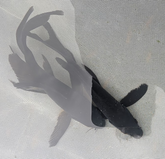 Butterfly Koi - Jet Black - 5-6"